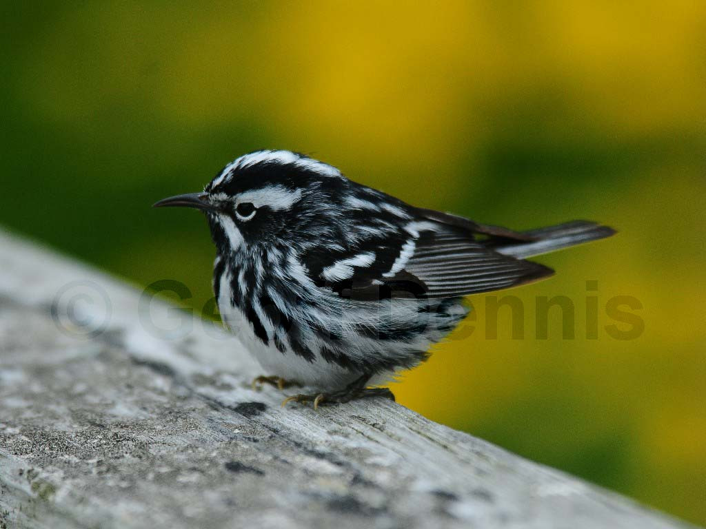 BAWW-BG_Black-and-white-Warbler