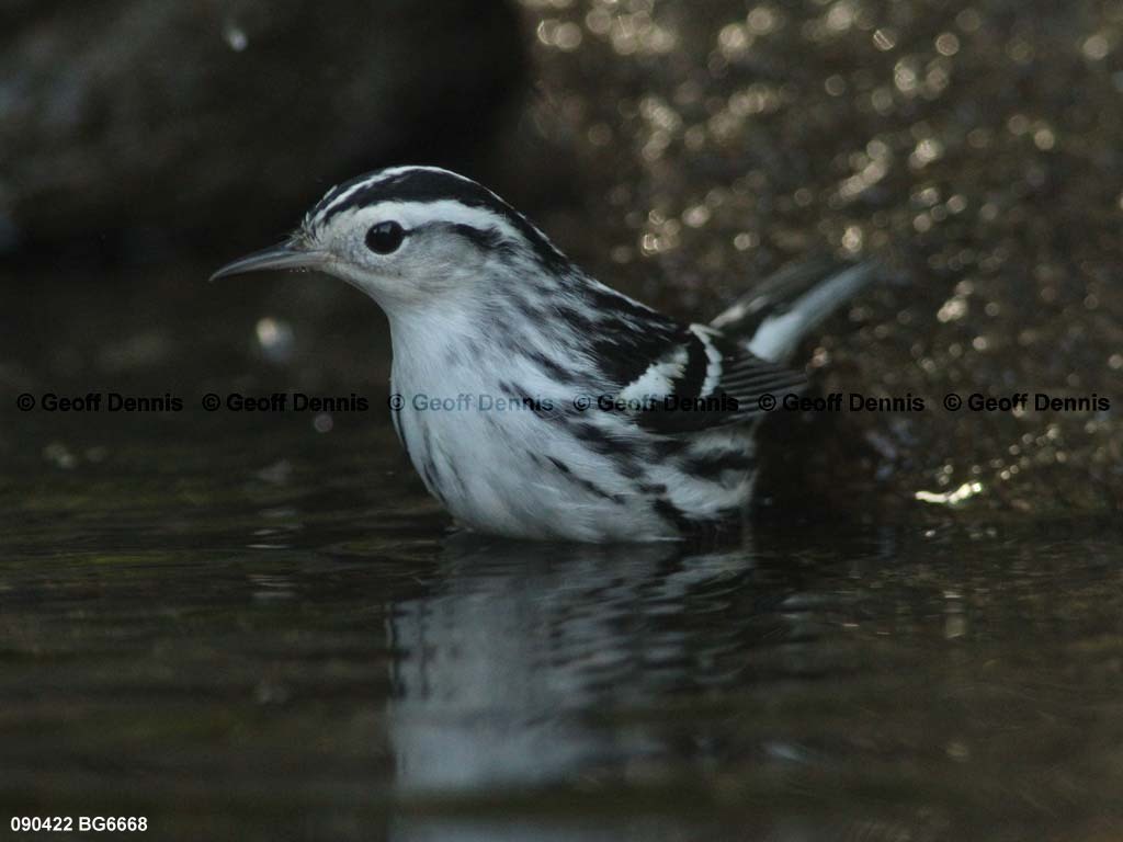 BAWW-BJ_Black-and-white-Warbler