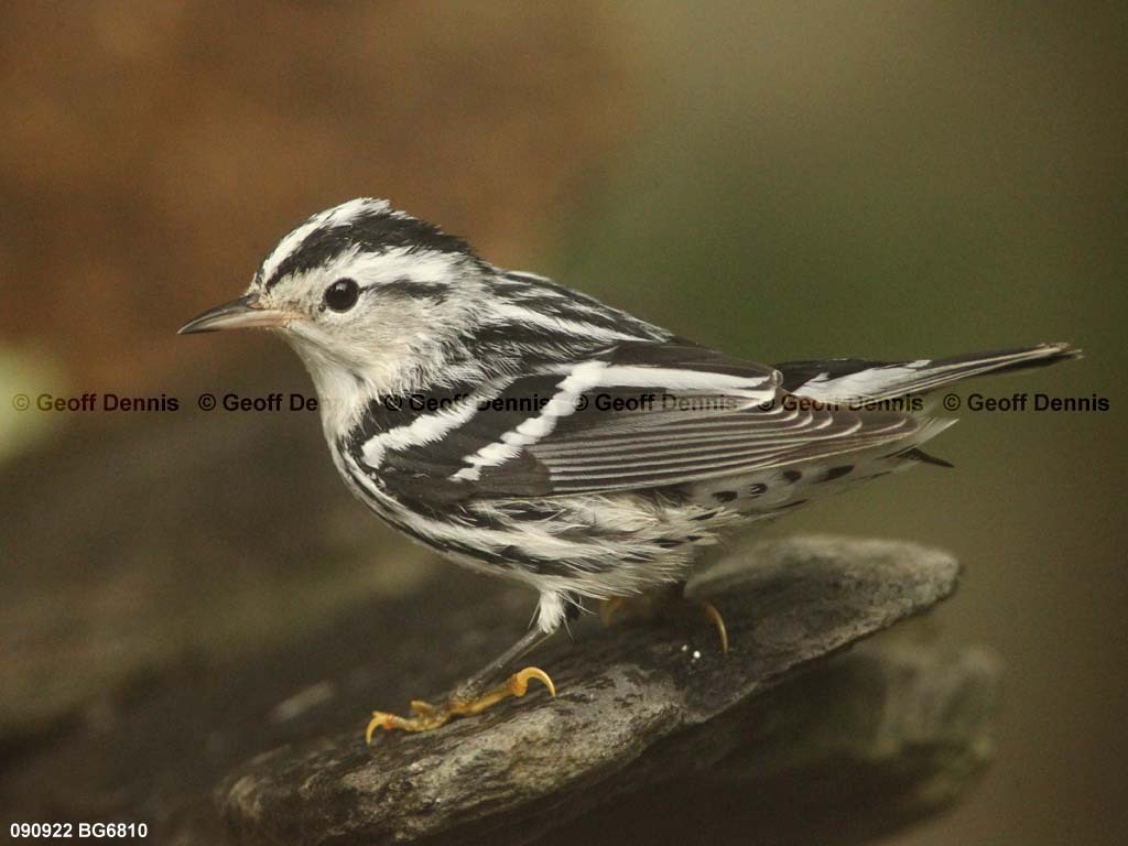 BAWW-BK_Black-and-white-Warbler