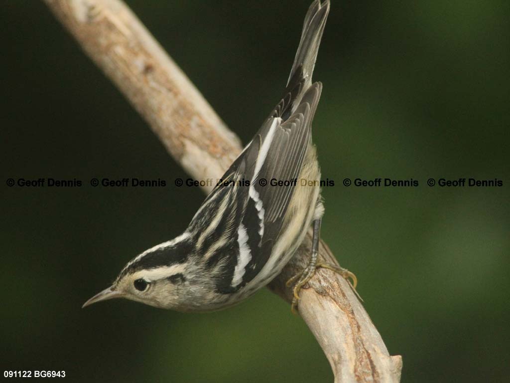BAWW-BL_Black-and-white-Warbler