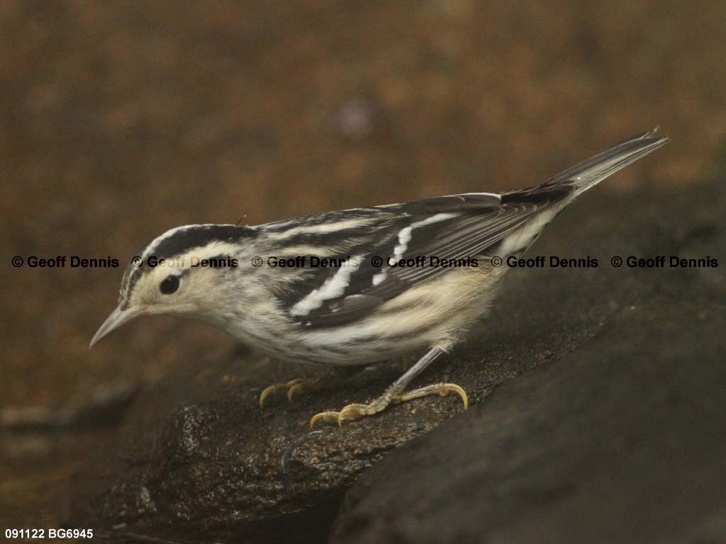 BAWW-BM_Black-and-white-Warbler