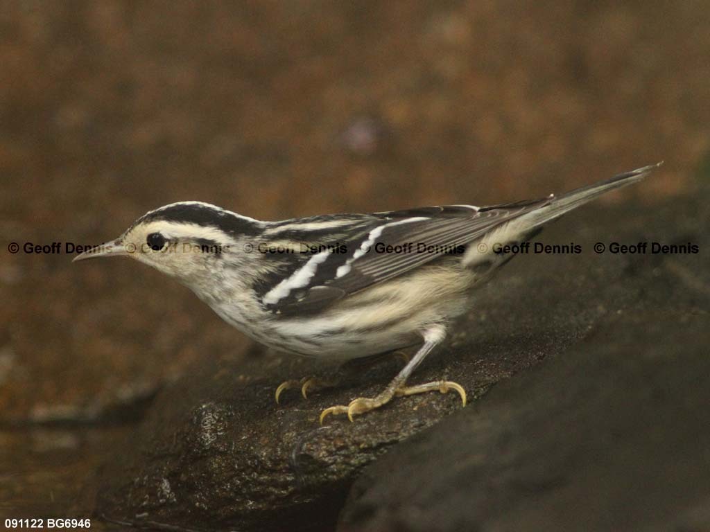 BAWW-BN_Black-and-white-Warbler