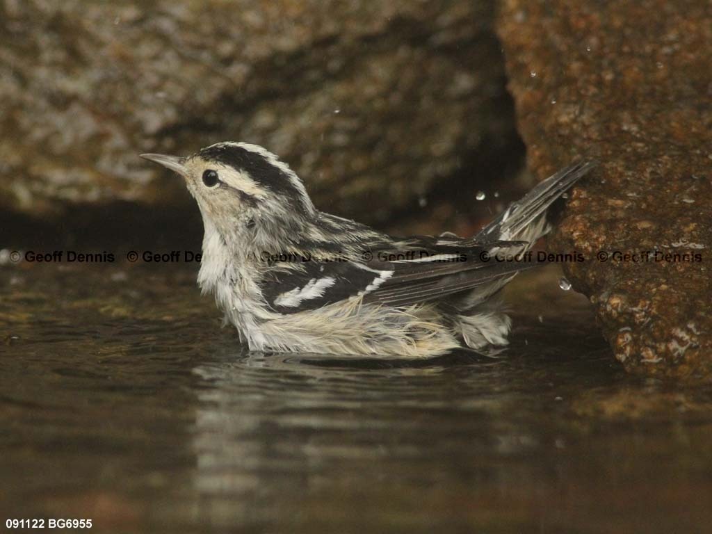 BAWW-BO_Black-and-white-Warbler