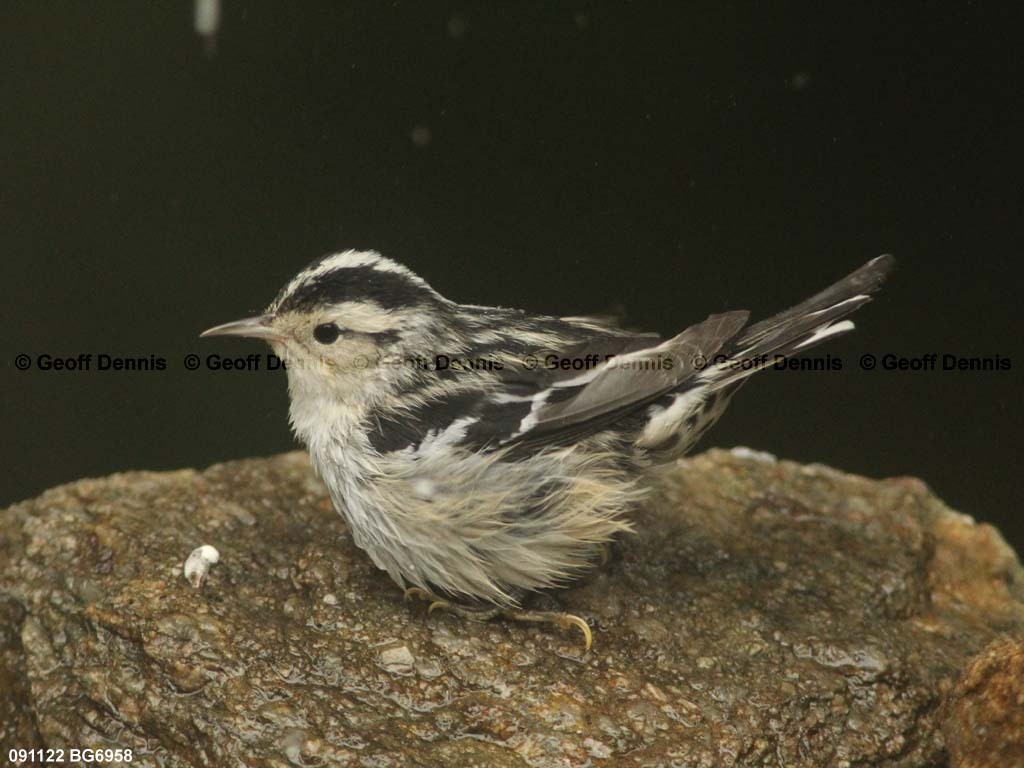 BAWW-BP_Black-and-white-Warbler
