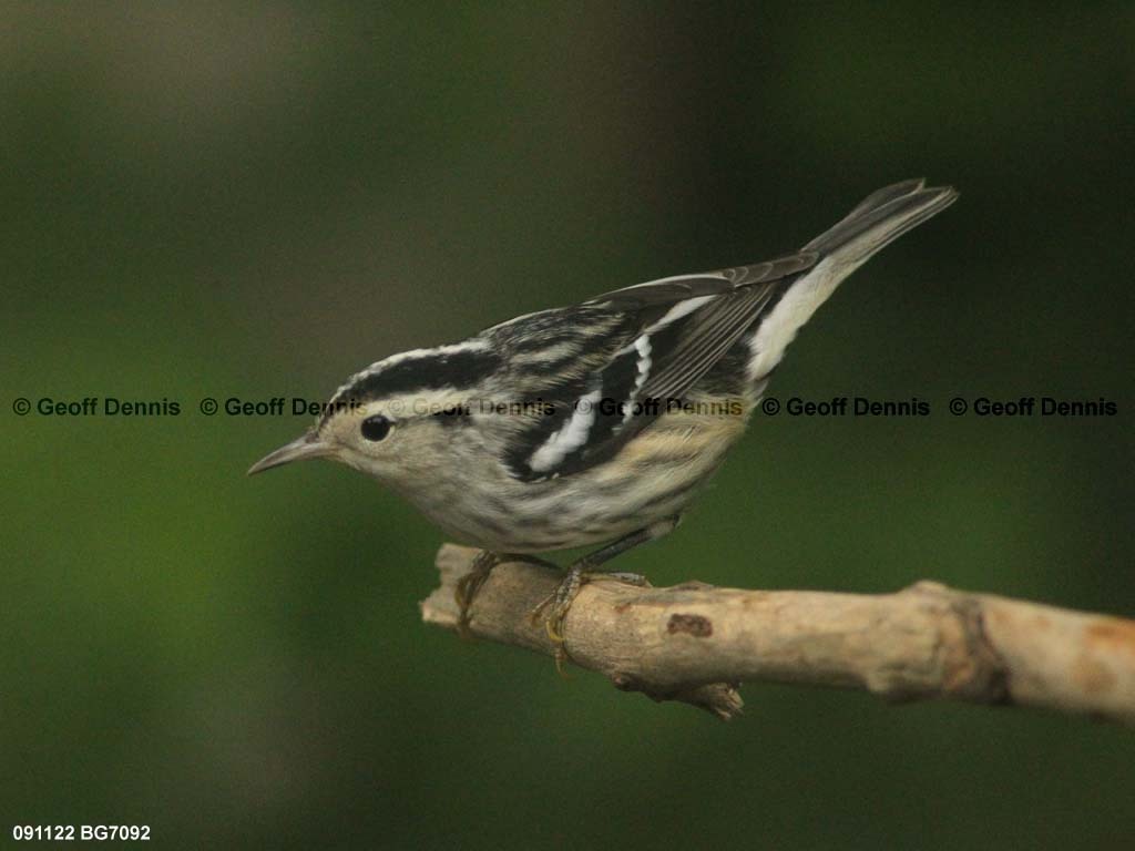 BAWW-BP_Black-and-white-Warbler