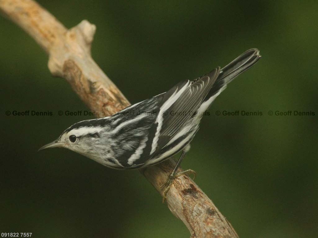 BAWW-BR_Black-and-white-Warbler