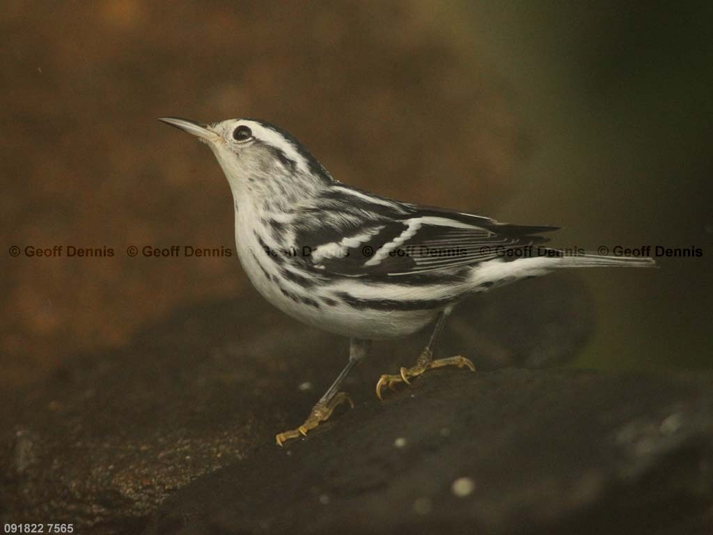 BAWW-BS_Black-and-white-Warbler