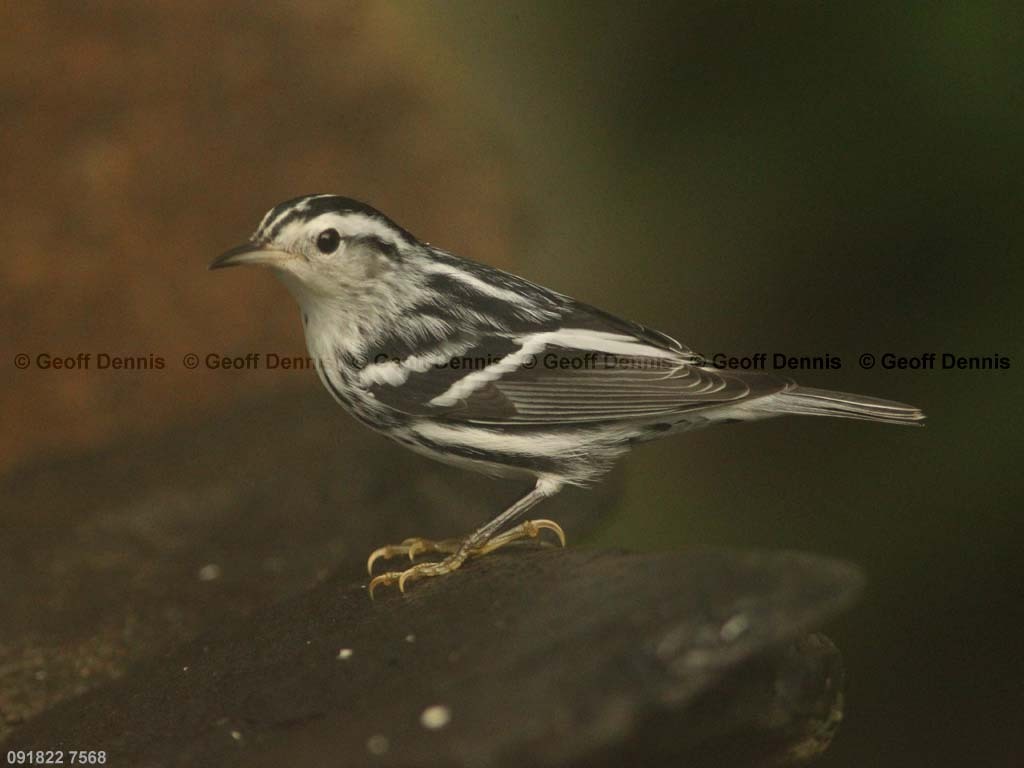 BAWW-BT_Black-and-white-Warbler