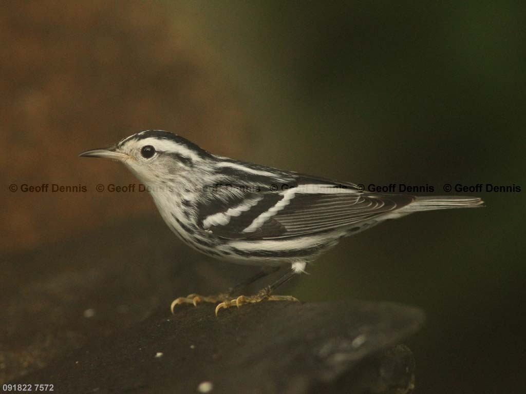 BAWW-BU_Black-and-white-Warbler