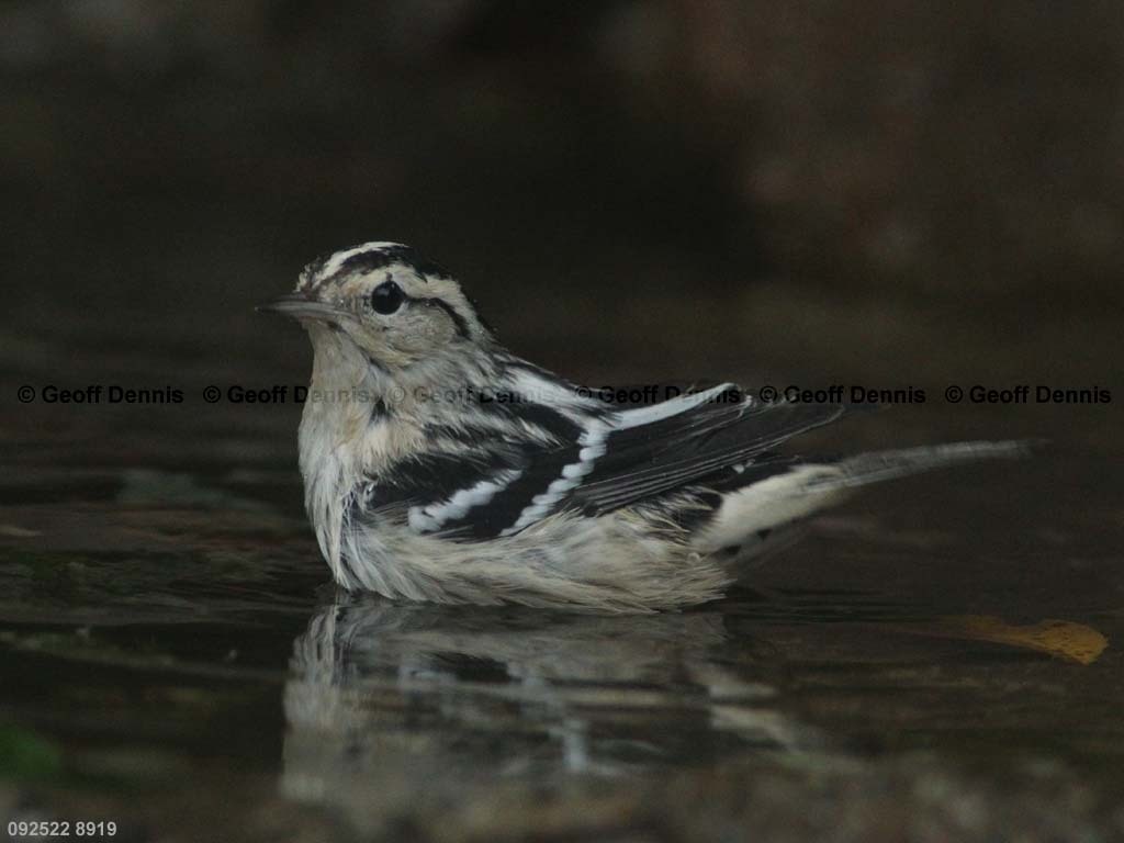 BAWW-BV_Black-and-white-Warbler