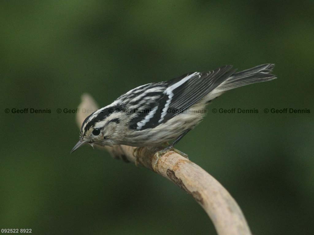 BAWW-BW_Black-and-white-Warbler