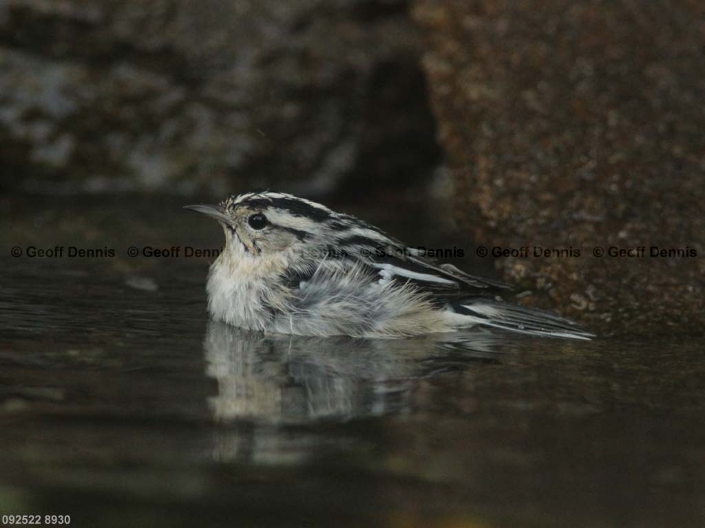 BAWW-BX_Black-and-white-Warbler
