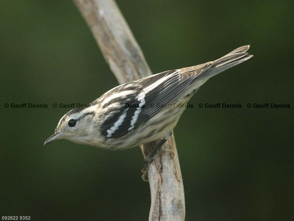 BAWW-BY_Black-and-white-Warbler