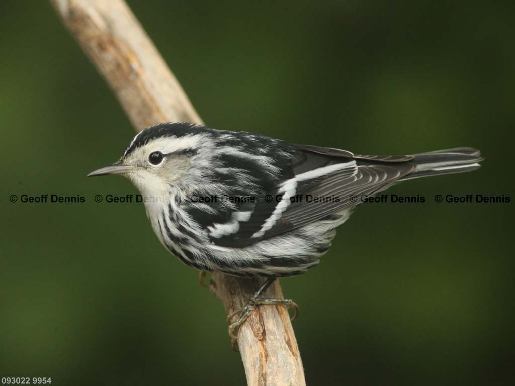 BAWW-BZ_Black-and-white-Warbler