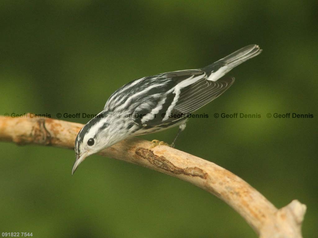 BAWW-CA_Black-and-white-Warbler