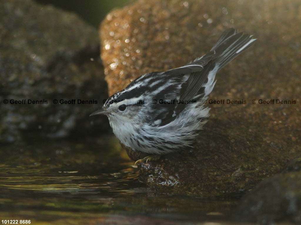 BAWW-CG