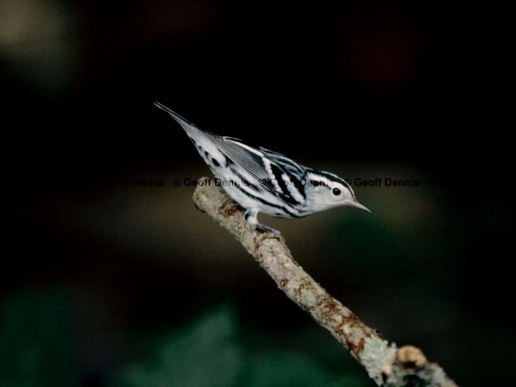 BAWW-CK_Black-and-White-Warbler