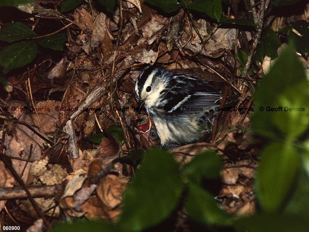 BAWW-CL_Black-and-White-Warbler