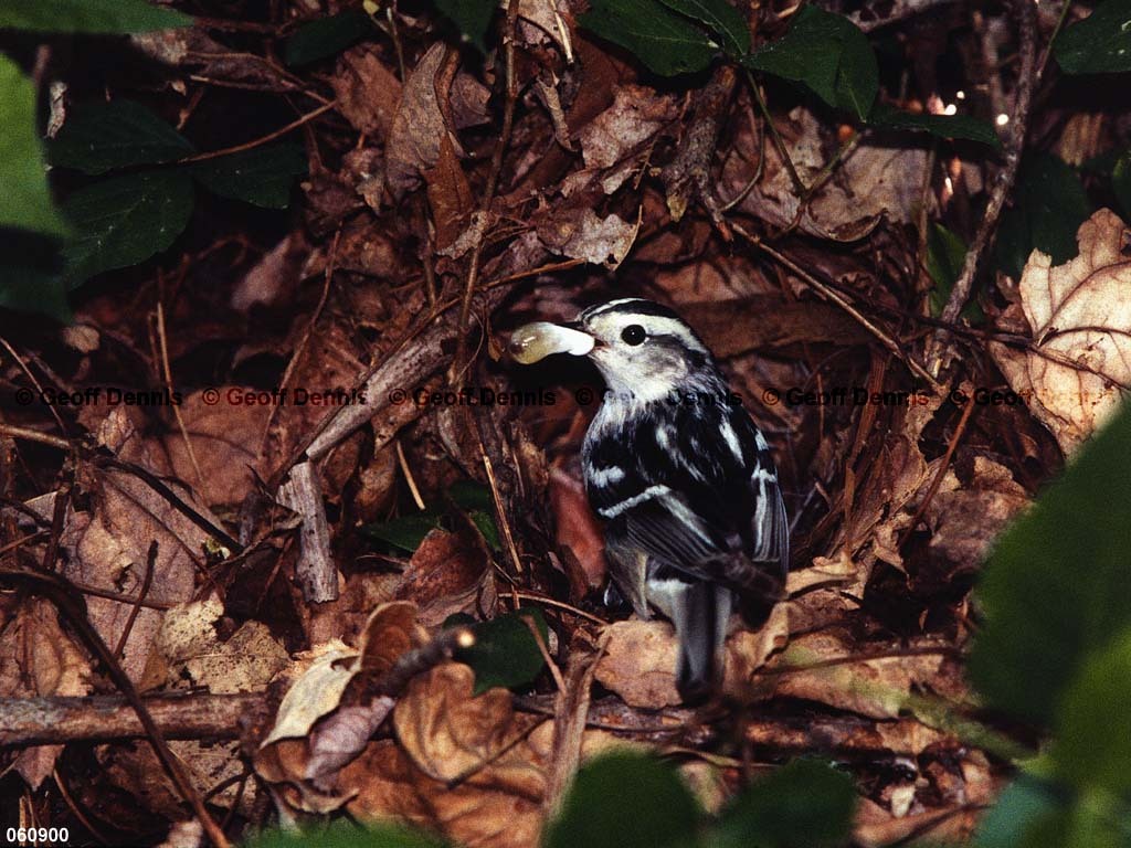 BAWW-CM_Black-and-White-Warbler