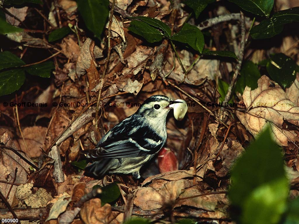 BAWW-CN_Black-and-White-Warbler