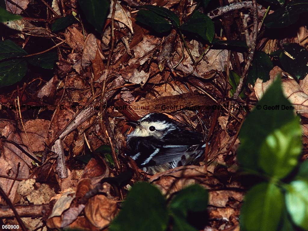 BAWW-CO_Black-and-White-Warbler