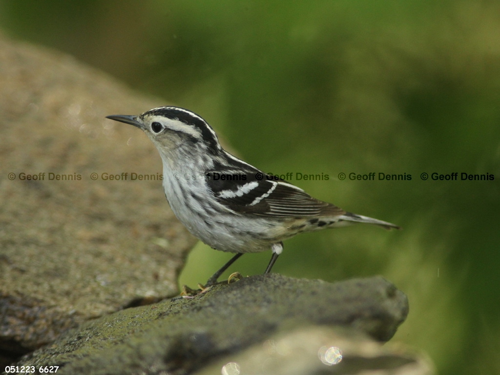 BAWW-CP_Black-and-white-Warbler