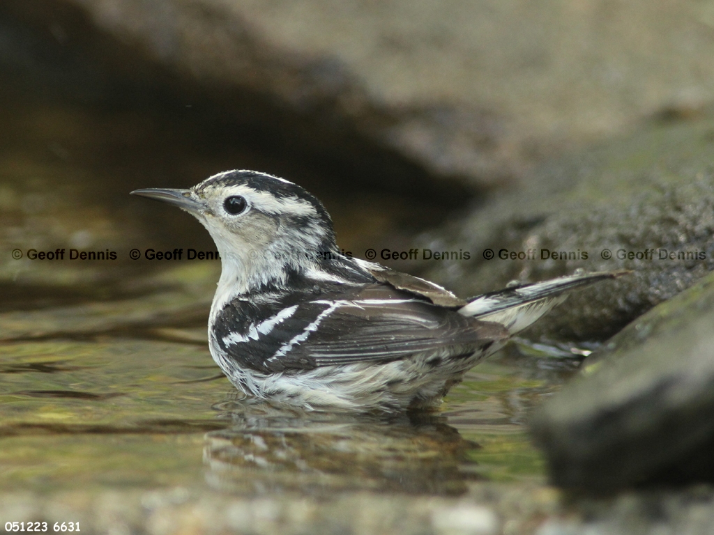 BAWW-CQ_Black-and-white-Warbler