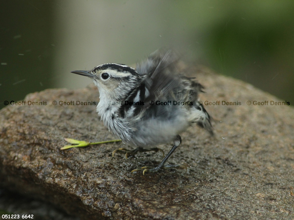 BAWW-CR_Black-and-white-Warbler