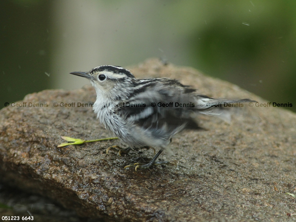 BAWW-CS_Black-and-white-Warbler