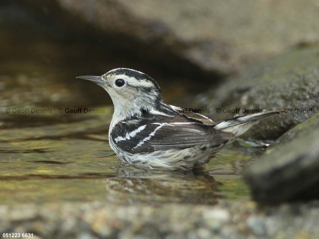 BAWW-CT_Black-and-white-Warbler