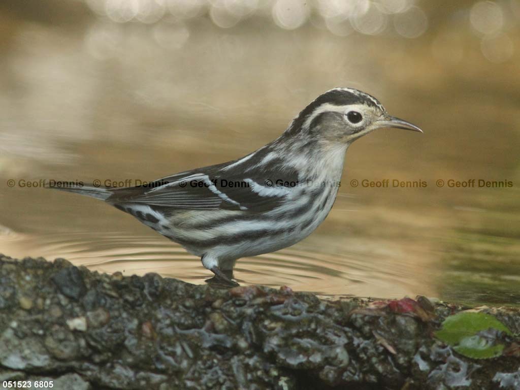 BAWW-CW_Black-and-white-Warbler