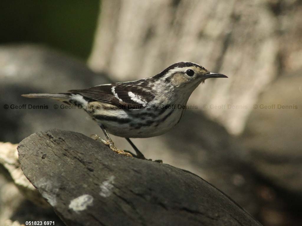 BAWW-CX_Black-and-white-Warbler
