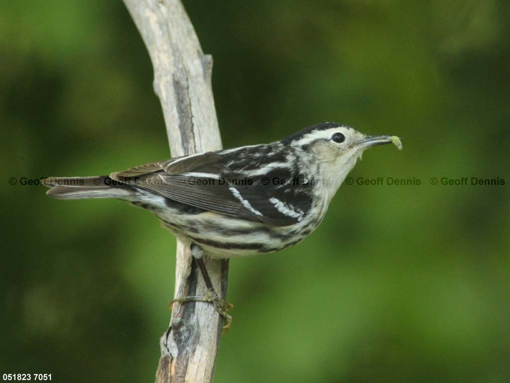 BAWW-CY_Black-and-white-Warbler