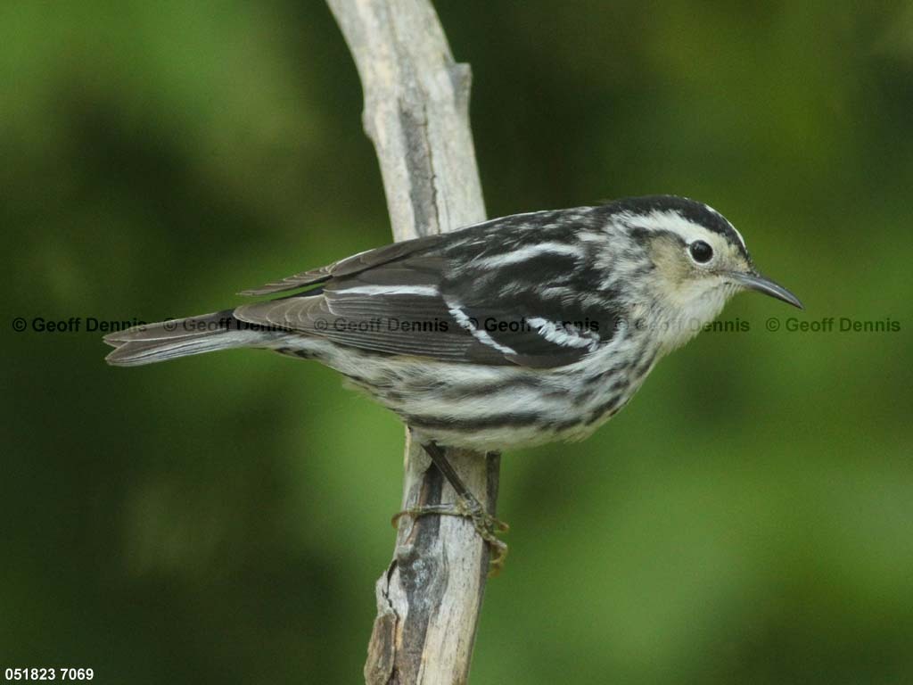 BAWW-CZ_Black-and-white-Warbler