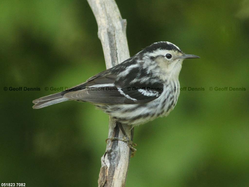 BAWW-DA_Black-and-white-Warbler