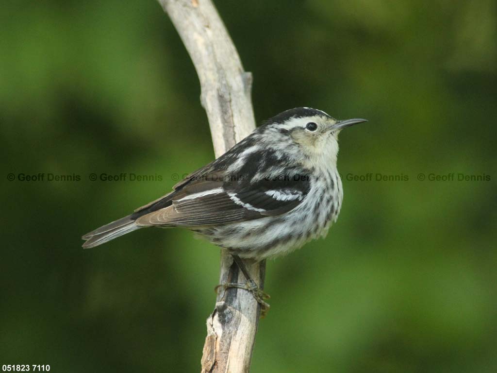 BAWW-DB_Black-and-white-Warbler