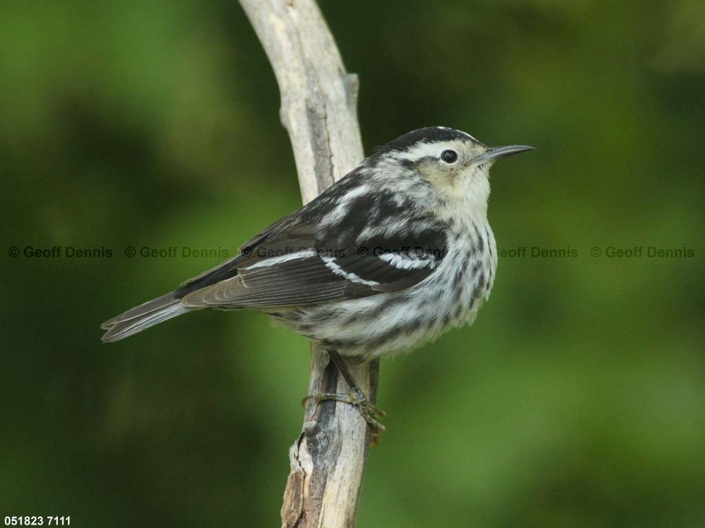 BAWW-DC_Black-and-white-Warbler