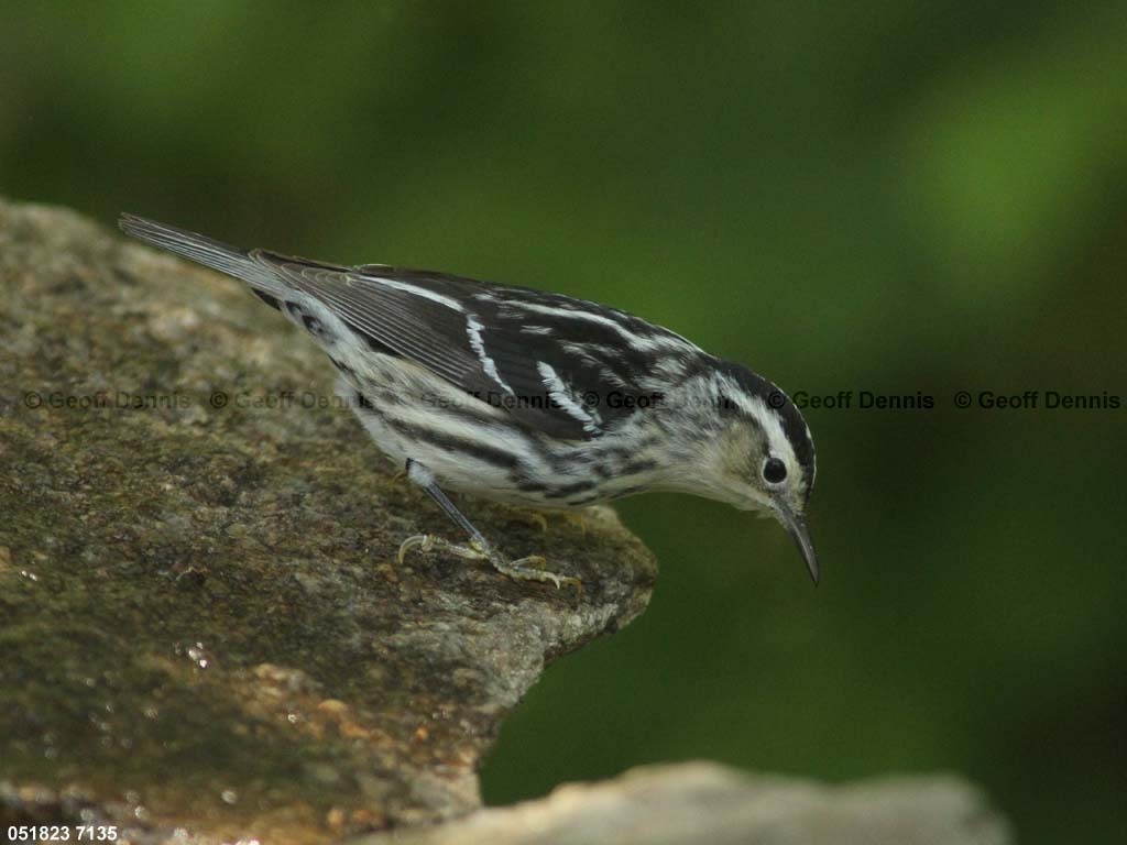 BAWW-DD_Black-and-white-Warbler