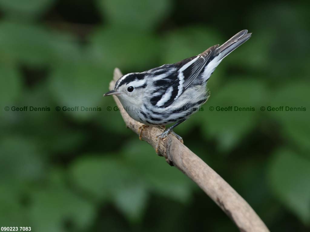 BAWW-DE_Black-and-white-Warbler