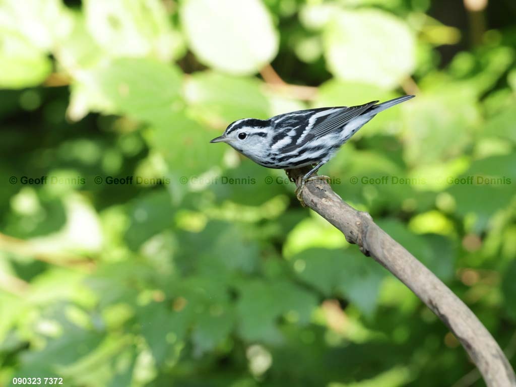 BAWW-DF_Black-and-white-Warbler