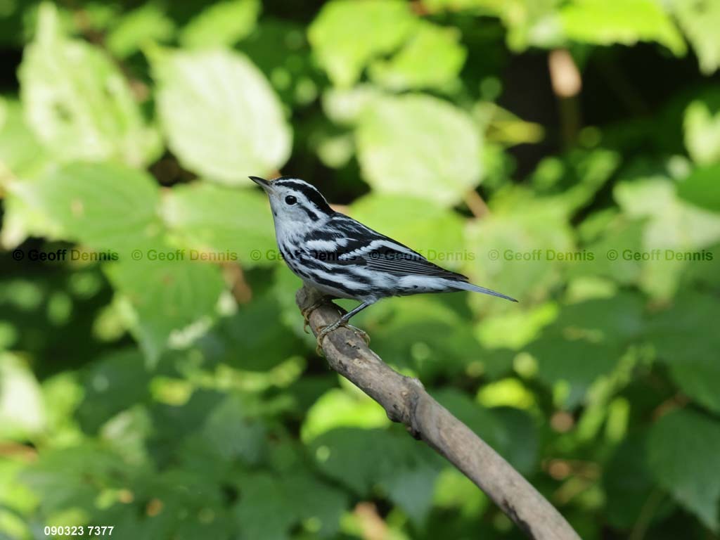 BAWW-DG_Black-and-white-Warbler
