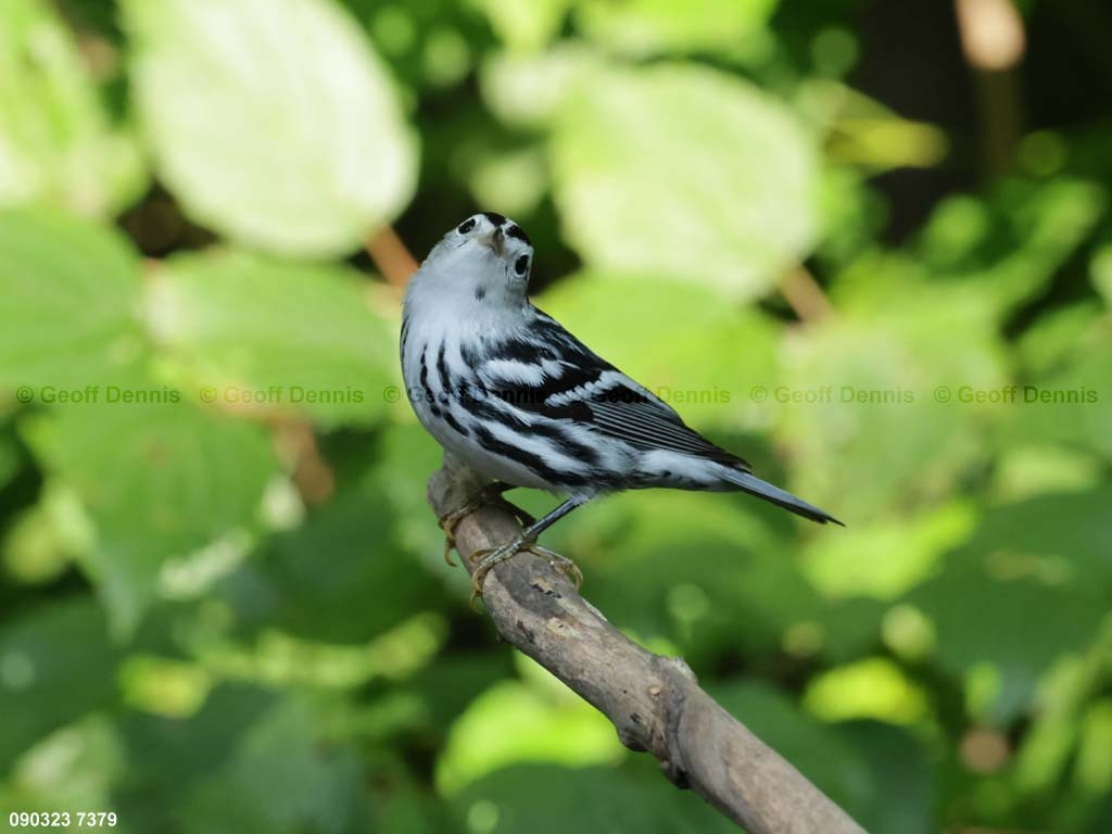 BAWW-DH_Black-and-white-Warbler