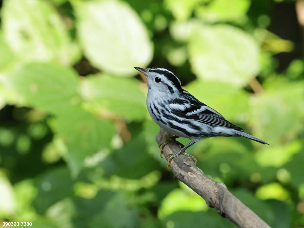 BAWW-DI_Black-and-white-Warbler