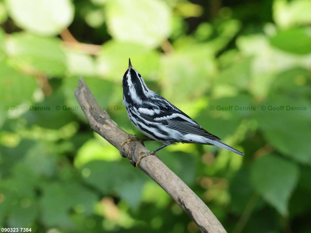 BAWW-DJ_Black-and-white-Warbler