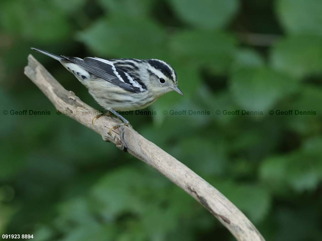 BAWW-DK_Black-and-white-Warbler