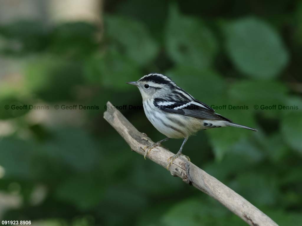 BAWW-DL_Black-and-white-Warbler