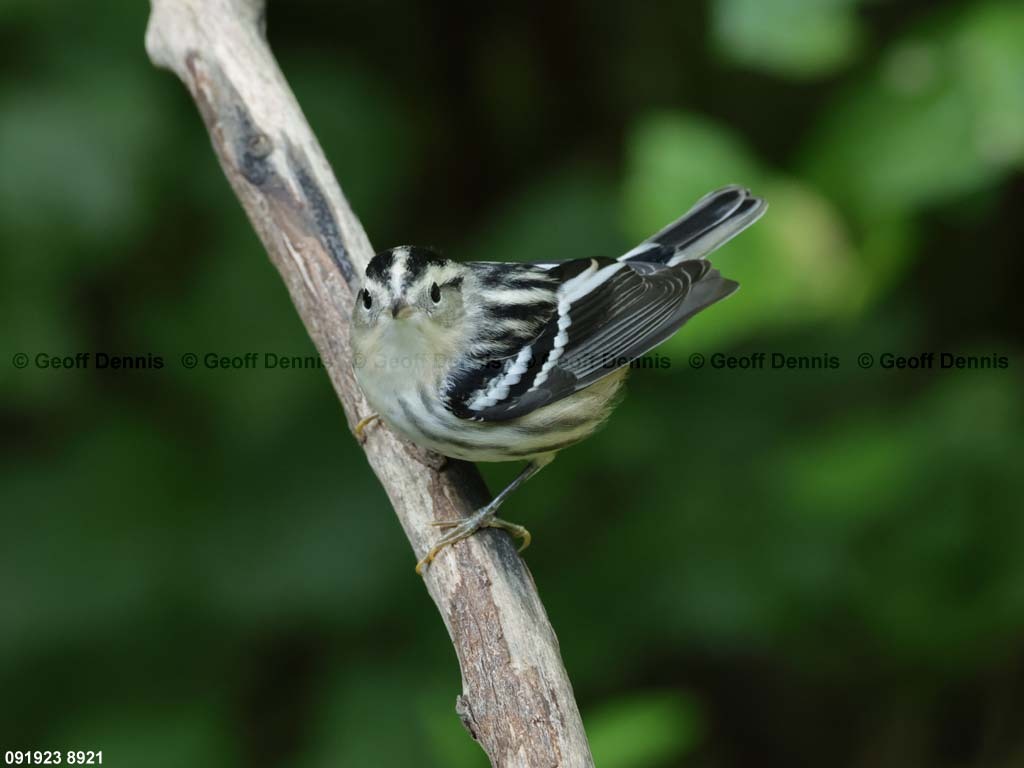 BAWW-DM_Black-and-white-Warbler