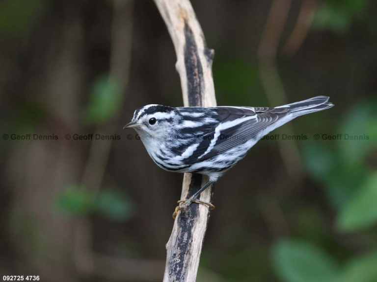 BAWW-DN_Black-and-white-Warbler