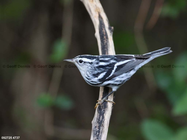 BAWW-DO_Black-and-white-Warbler