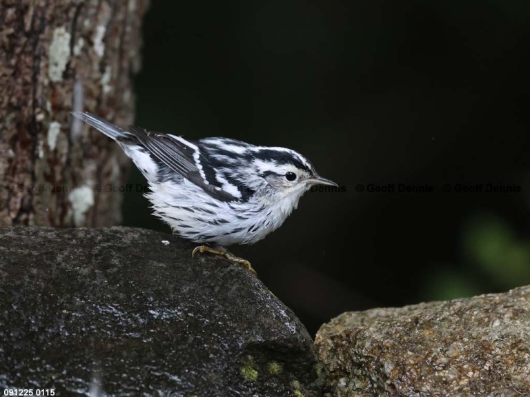 BAWW-DP_Black-and-white-Warbler